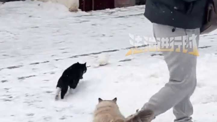 潭柘寺黑猫雪中偷袭鸽子，一个“滑铲”将其扑住后叼走