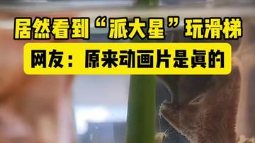 起猛了,居然看到“派大星”玩滑梯,网友:原来动画片是真的 起猛了,居然看到“派大星”玩滑梯,网友:原来动画片是真的