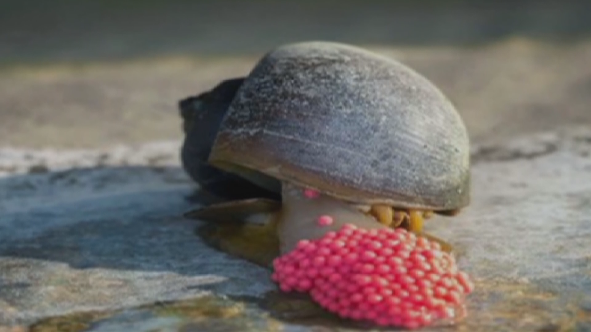 一粒螺寄生虫多达6000条 一粒螺寄生虫多达6000条