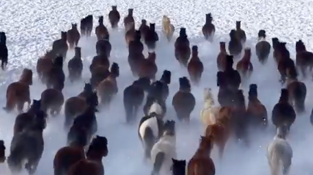 鬃毛飞扬，奋蹄疾驰！冬季到新疆看“天马踏雪”