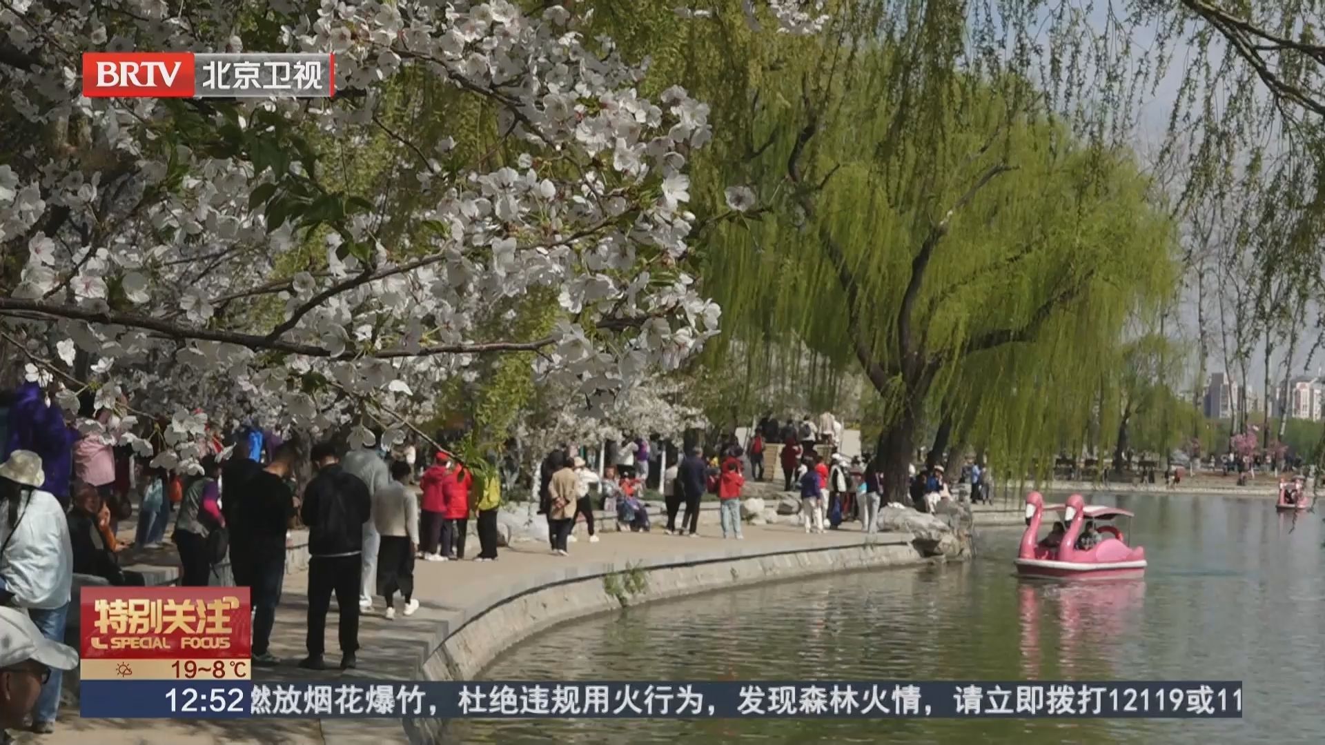 不负春光！清明踏青“赏樱”正当时