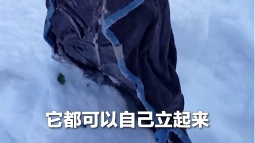 -34℃！毛巾一秒粘柱子 网友：冬天不能舔栏杆原因找到了