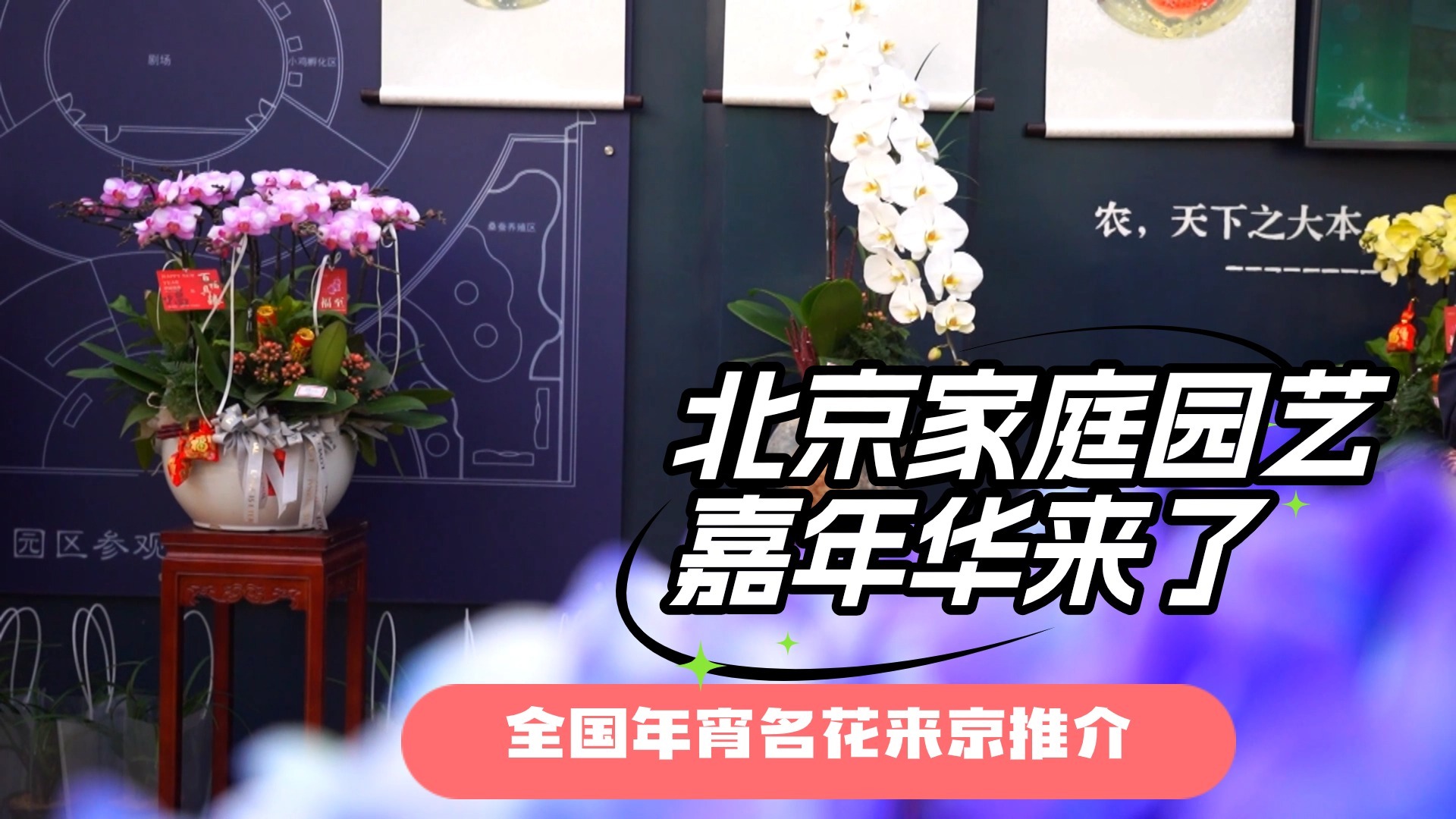 全国年宵名花来京推介 2025北京家庭园艺嘉年华来了 全国年宵名花来京推介 2025北京家庭园艺嘉年华来了