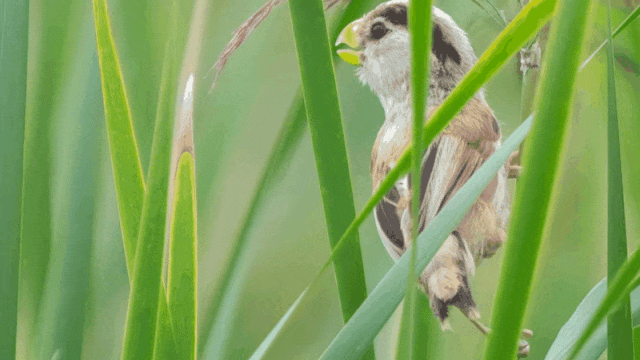 海淀区园林绿化局正式发布《海淀区观鸟地图》，这份攻略快收好！