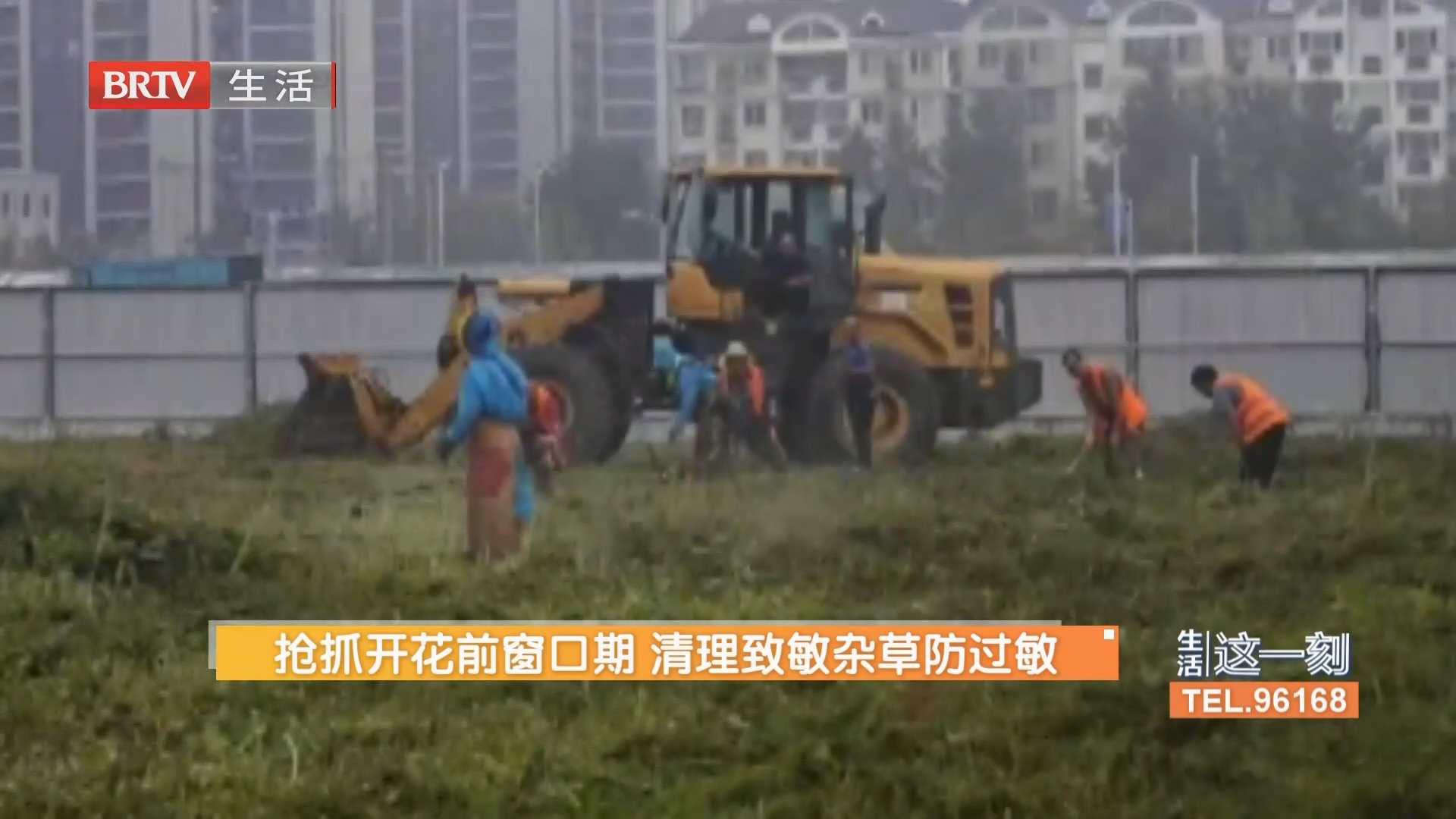 抢抓开花前窗口期 清理致敏杂草防过敏
