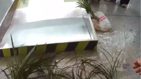 见到它别乱挖!两株以上即构成犯罪 见到它别乱挖!两株以上即构成犯罪