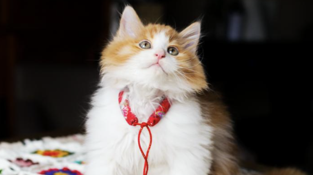 “免费领养” 背后竟暗藏 “猫贷” 套路 “免费领养” 背后竟暗藏 “猫贷” 套路