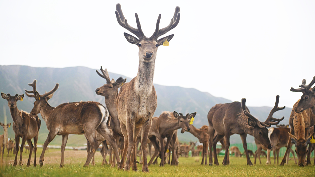 游客在吉林长白山偶遇马鹿遭多条猎犬围攻 森林公安已介入调查 游客在吉林长白山偶遇马鹿遭多条猎犬围攻 森林公安已介入调查