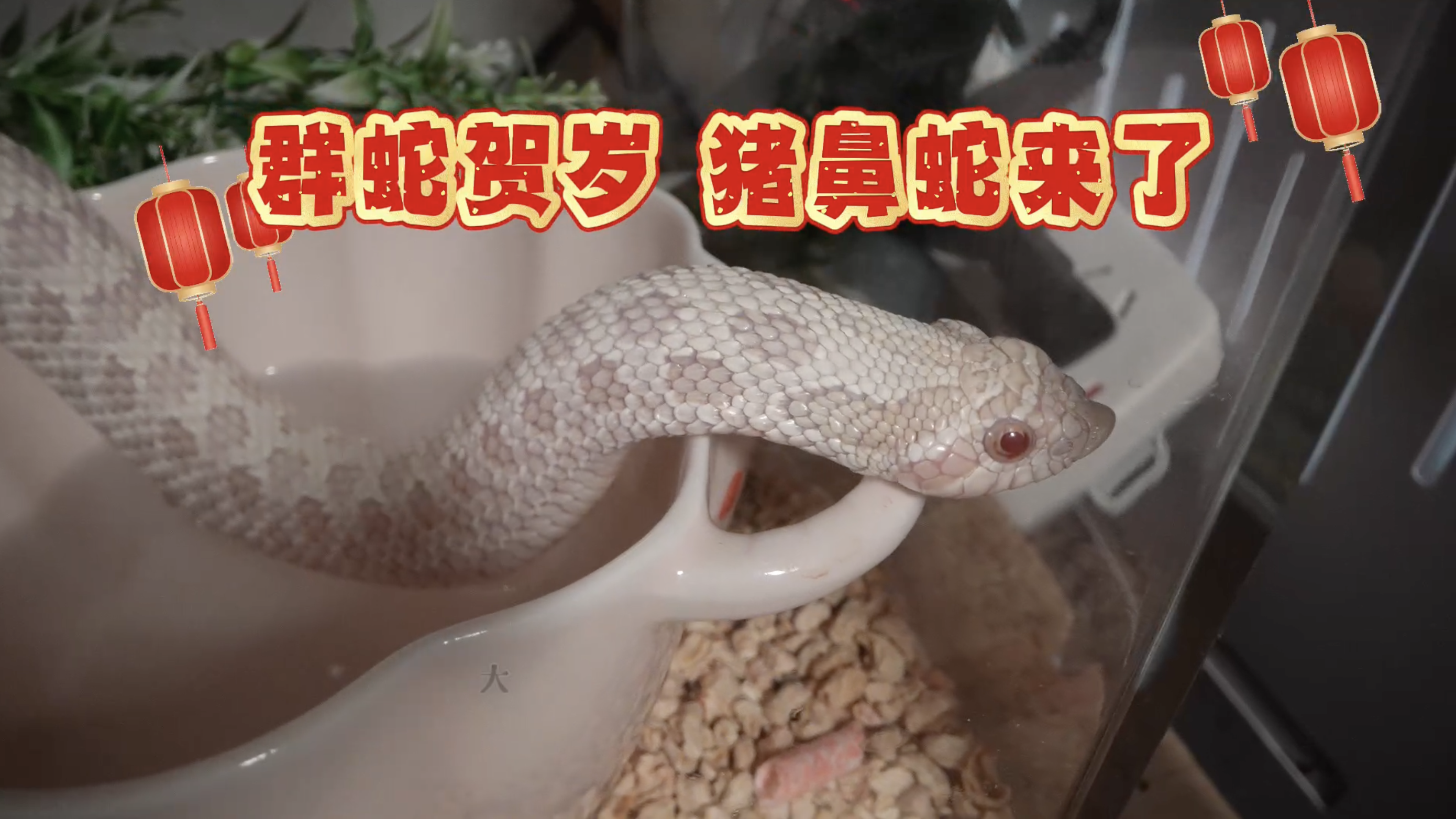 群蛇贺岁 猪鼻蛇给您拜年了