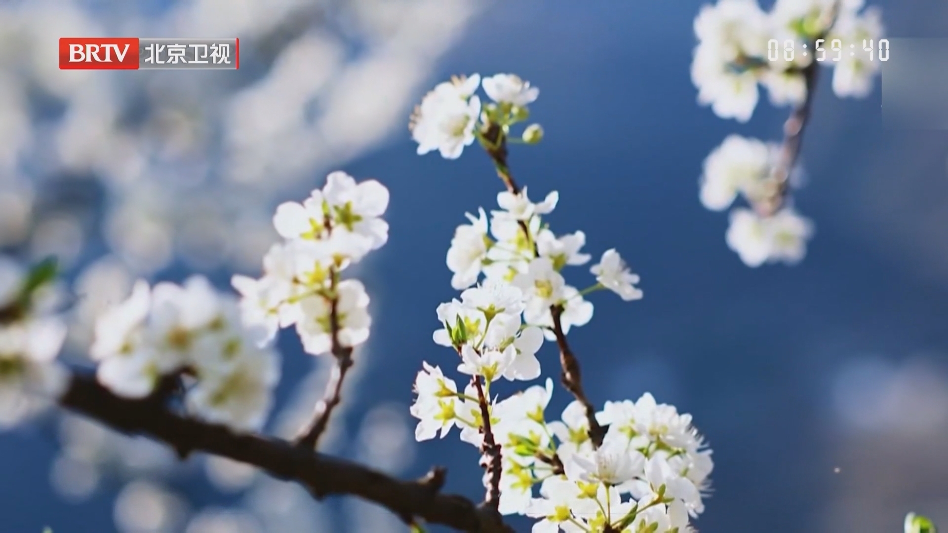 云南大关：李花盛放 漫染春山
