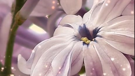 法源寺惊现16瓣丁香花