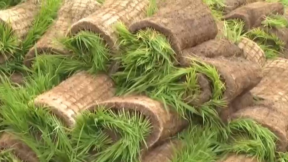 “插秧早”为什么“不如养秧老”?专家:可以更好应对低温 “插秧早”为什么“不如养秧老”?专家:可以更好应对低温