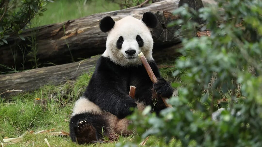 珍视中美大熊猫合作背后的真诚民意