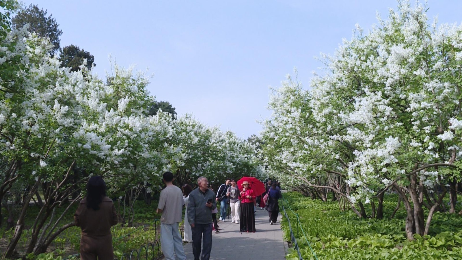 跟着“天坛奖”去寻芳 邂逅天坛公园196米丁香大道