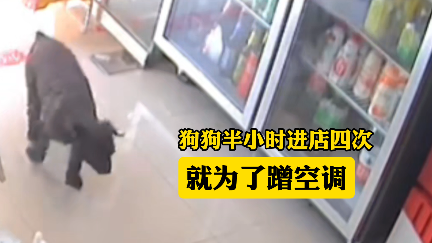 狗狗半小时进店四次 就为了蹭空调