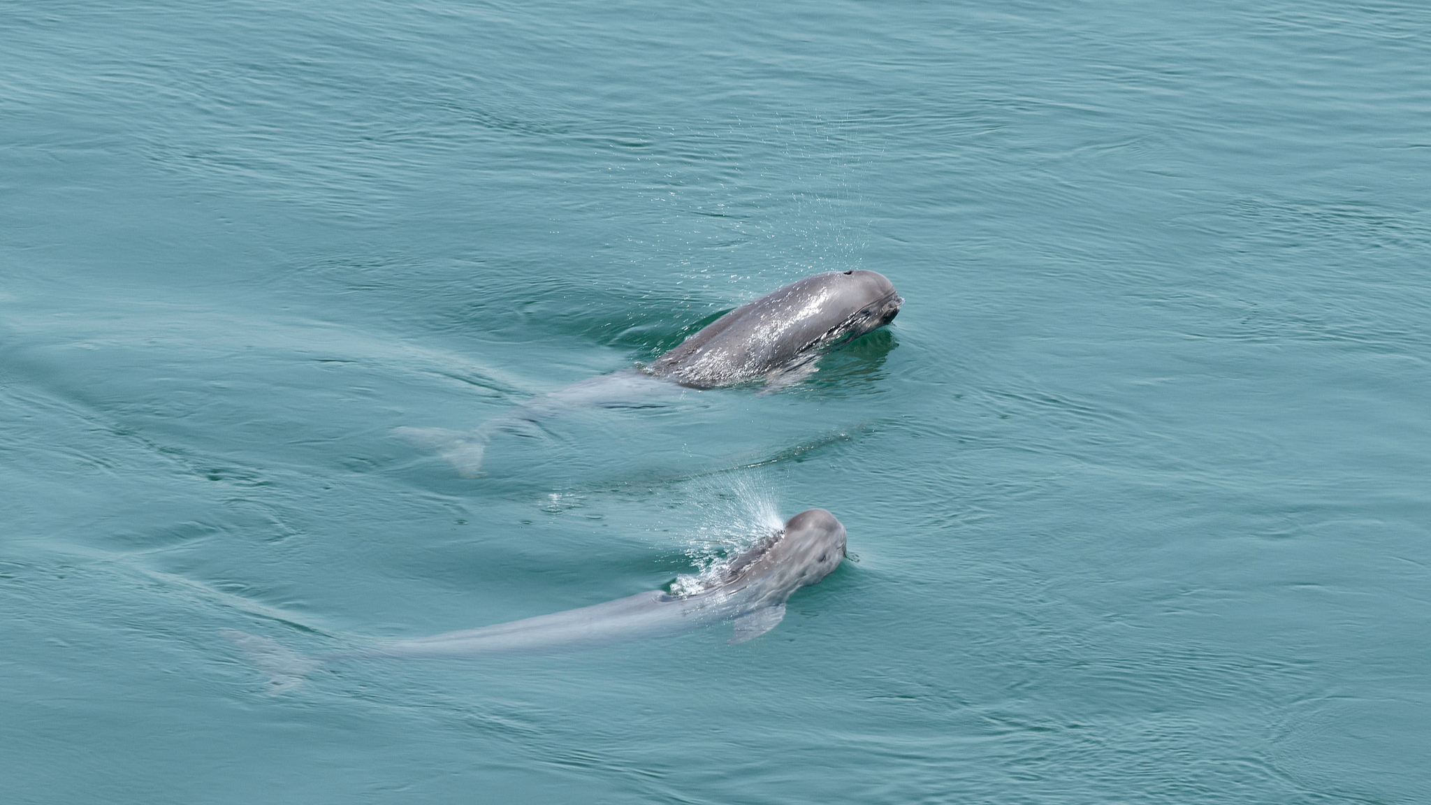 国内首次!八部门联合行动 保护长江“微笑天使” 国内首次!八部门联合行动 保护长江“微笑天使”