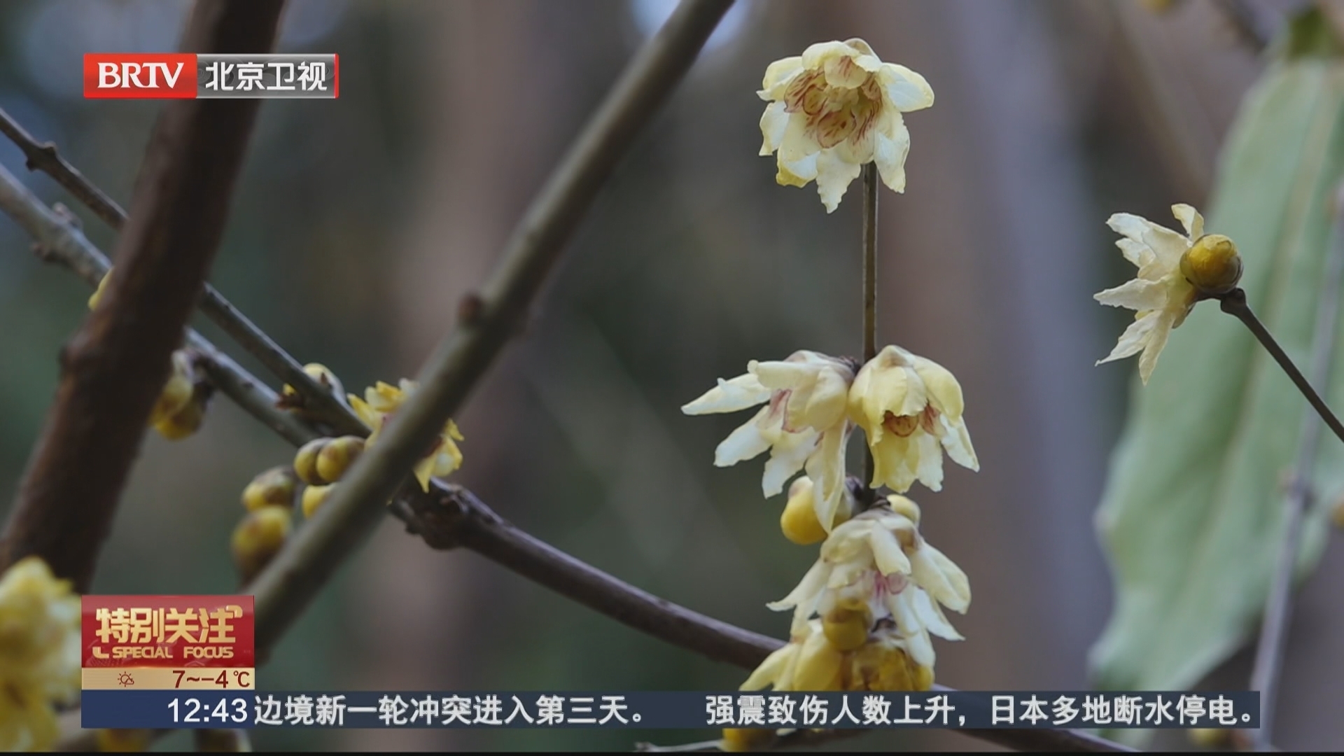 颐和园益寿堂蜡梅寒冬绽放 为冬日皇家园林添香韵 颐和园益寿堂蜡梅寒冬绽放 为冬日皇家园林添香韵