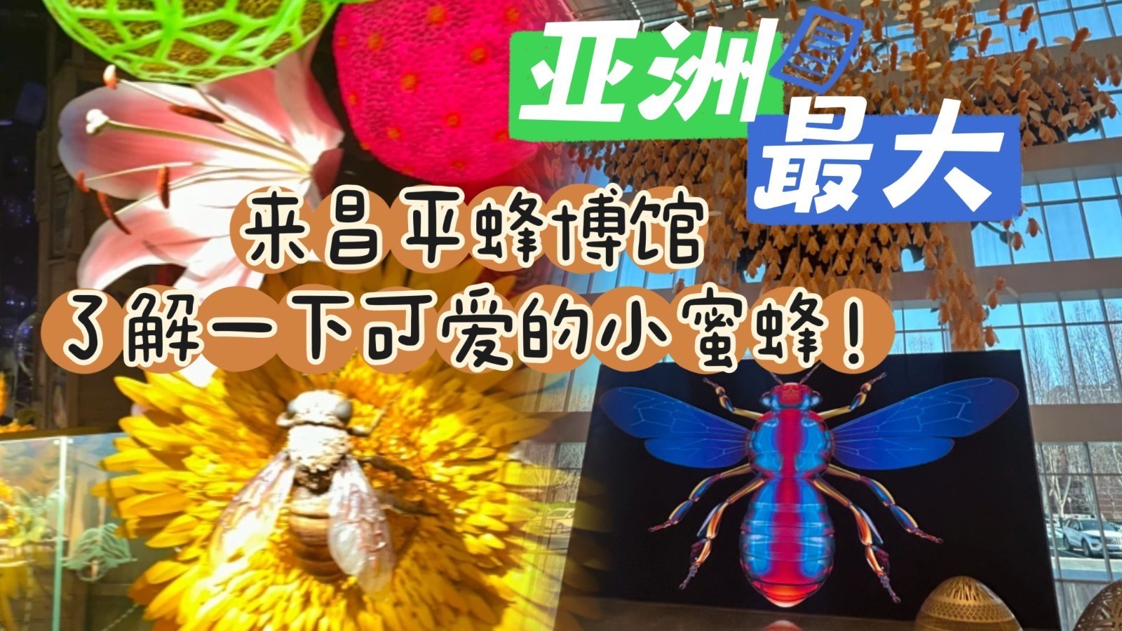 亚洲最大!来昌平蜂博馆了解一下可爱的小蜜蜂! 亚洲最大!来昌平蜂博馆了解一下可爱的小蜜蜂!