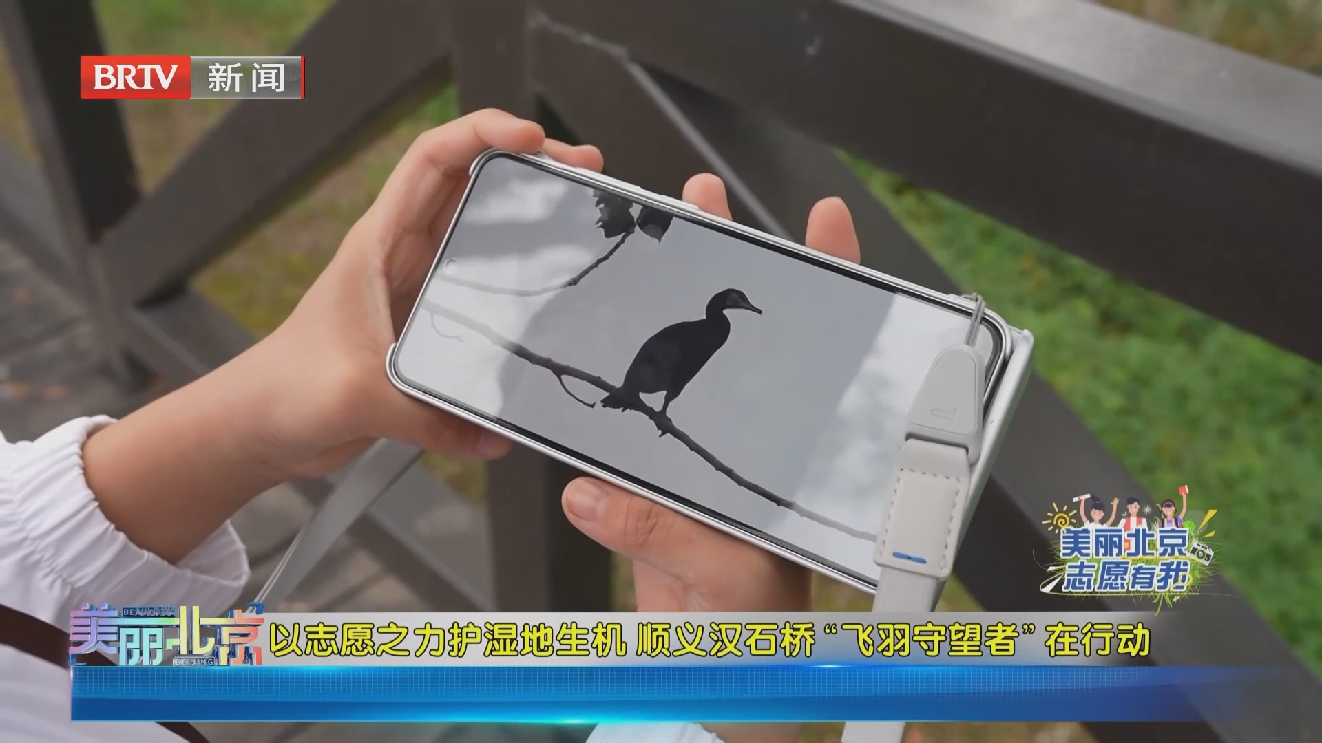 《美丽北京》20260827以志愿之力护湿地生机 顺义汉石桥“飞羽守望者”在行动