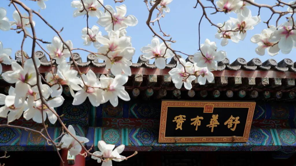 玉兰花+红墙、古建、穹顶——只有在北京,才能拍的这么美! 玉兰花+红墙、古建、穹顶——只有在北京,才能拍的这么美!