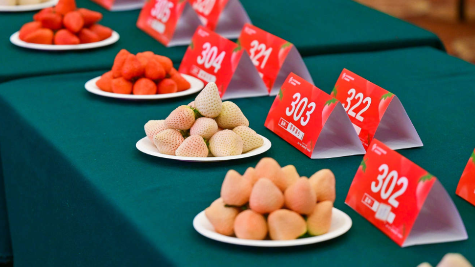 第十一届“北京草莓之星”评选结果出炉! 第十一届“北京草莓之星”评选结果出炉!