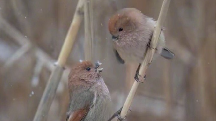 圆滚滚的“毛团子”棕头鸦雀,灵动可爱。 圆滚滚的“毛团子”棕头鸦雀,灵动可爱。