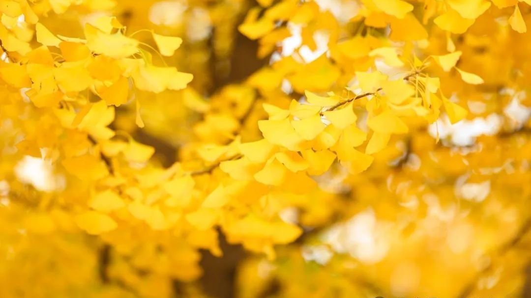 【秋游房山】秋意浓，来房山韩村河邂逅那抹银杏黄