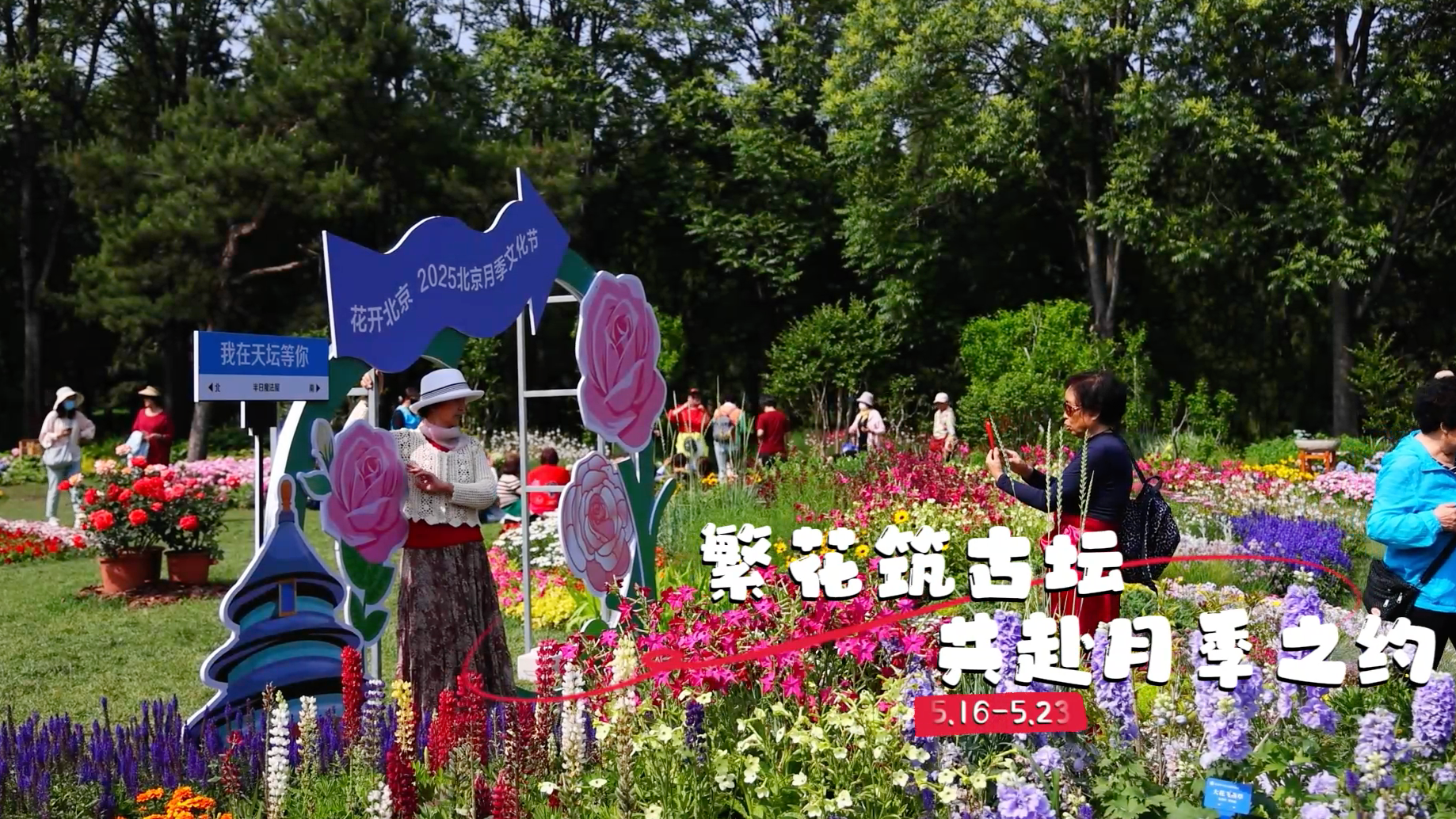 这个周末去哪玩?快去“花开北京·2025北京月季文化节”错过等一年! 这个周末去哪玩?快去“花开北京·2025北京月季文化节”错过等一年!