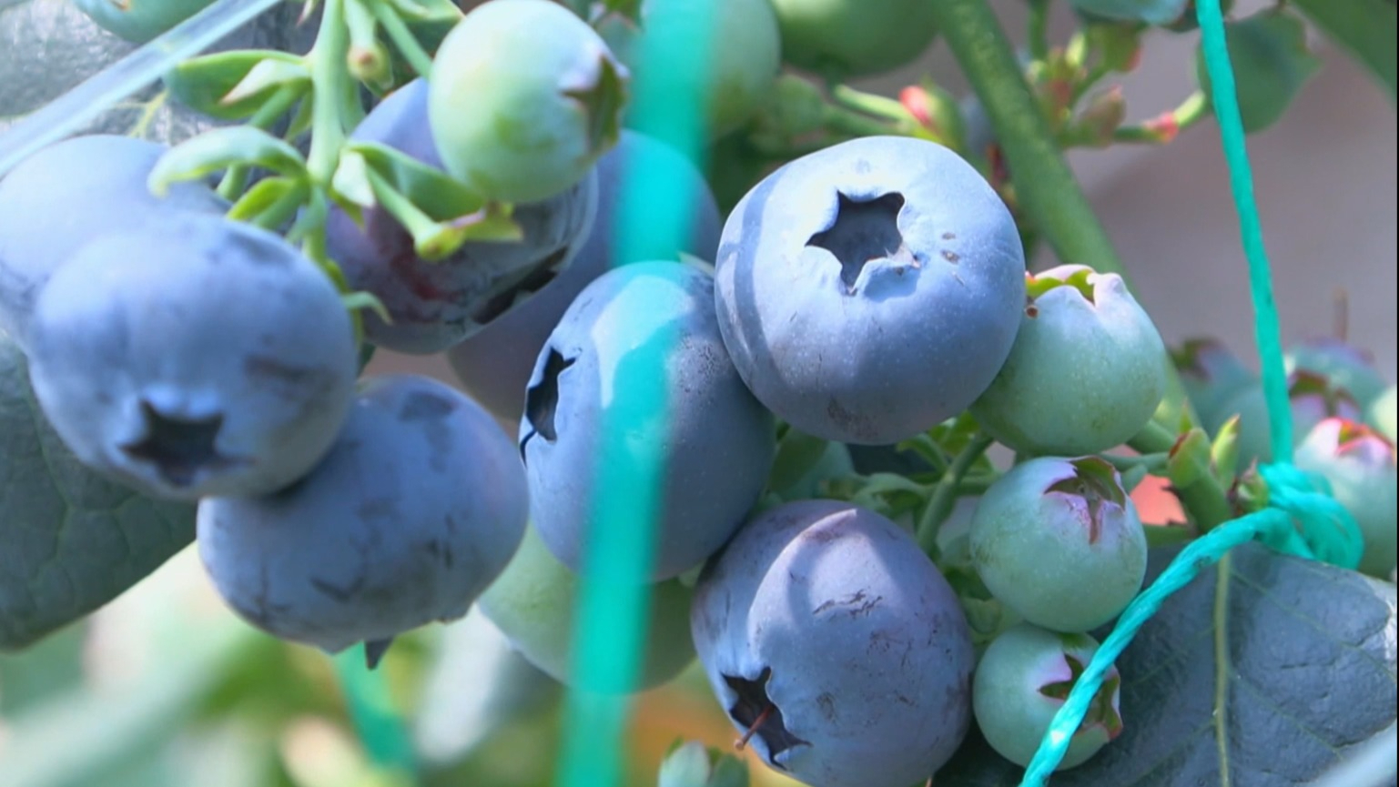 “北京方案”种出好味蓝莓 “北京方案”种出好味蓝莓
