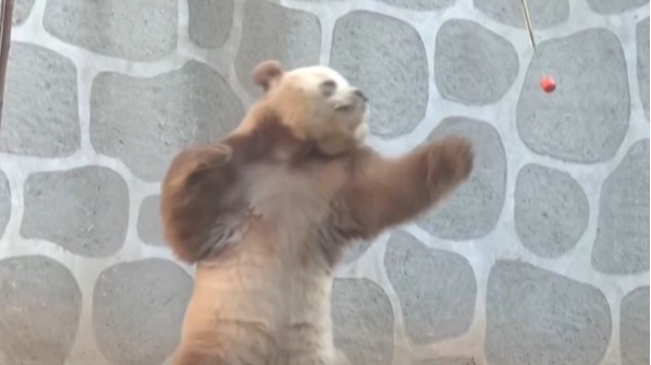 和保育员斗智斗勇 “七仔”冬季上起了“体能课”