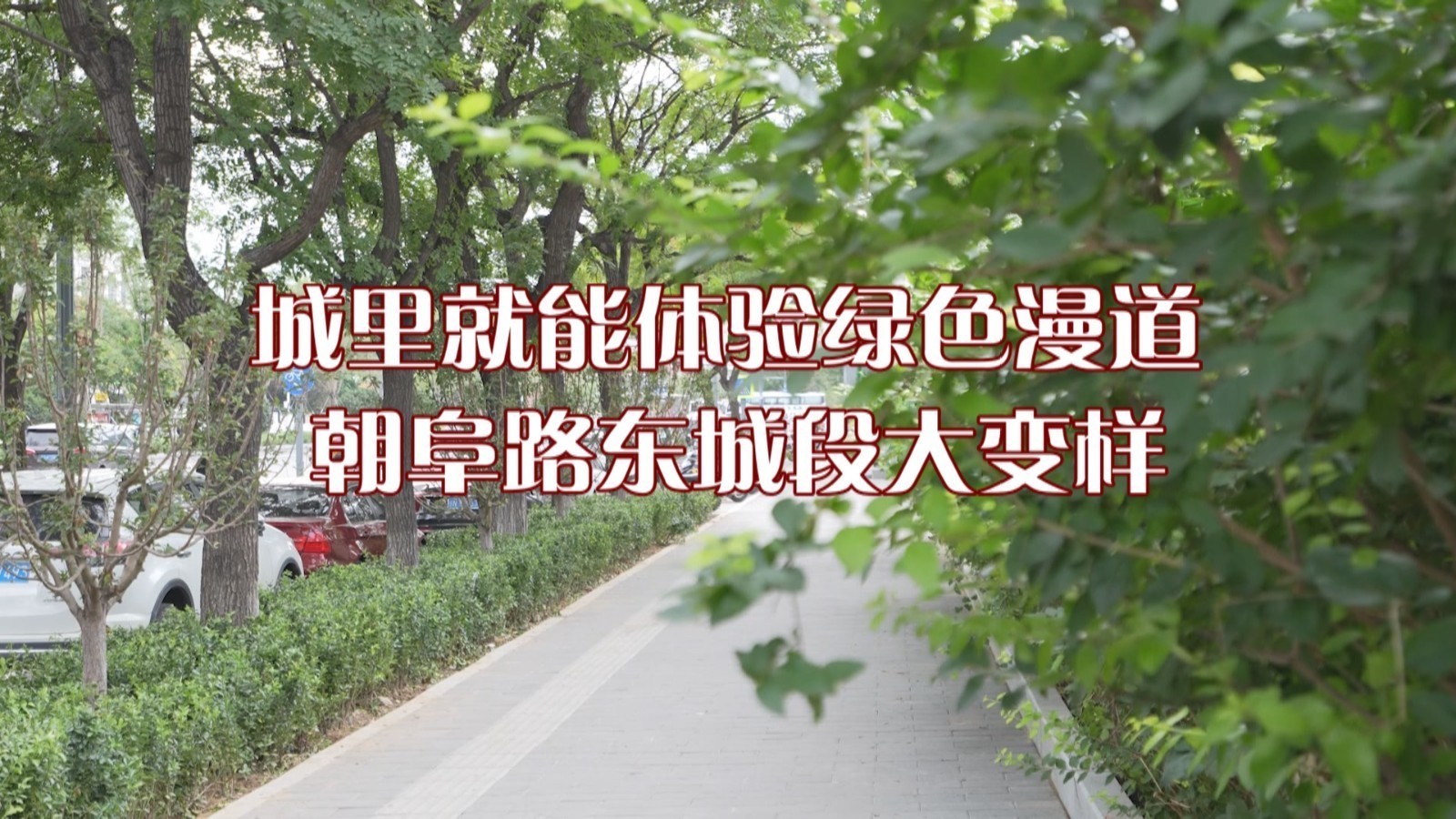 城里就能体验绿色漫道 朝阜路东城段大变样 城里就能体验绿色漫道 朝阜路东城段大变样