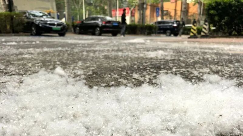 四月“飞雪”,北京如何告别飞絮困扰? 四月“飞雪”,北京如何告别飞絮困扰?