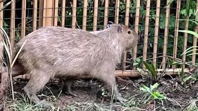 离家出走两个月,卡皮巴拉“豆包”回家!还胖了一斤…… 离家出走两个月,卡皮巴拉“豆包”回家!还胖了一斤……