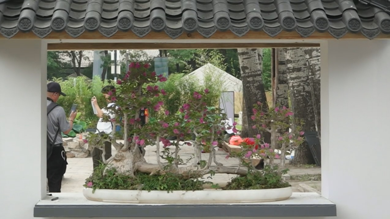 圆明园第三十届荷花节开幕 下月中旬荷花进入盛花期