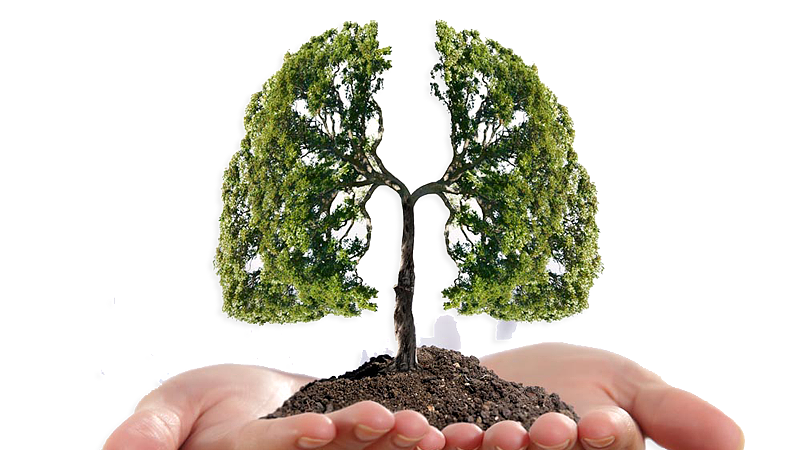 最适合秋冬的“润肺汤”！隔天喝一次，咳嗽少了，身体更好了