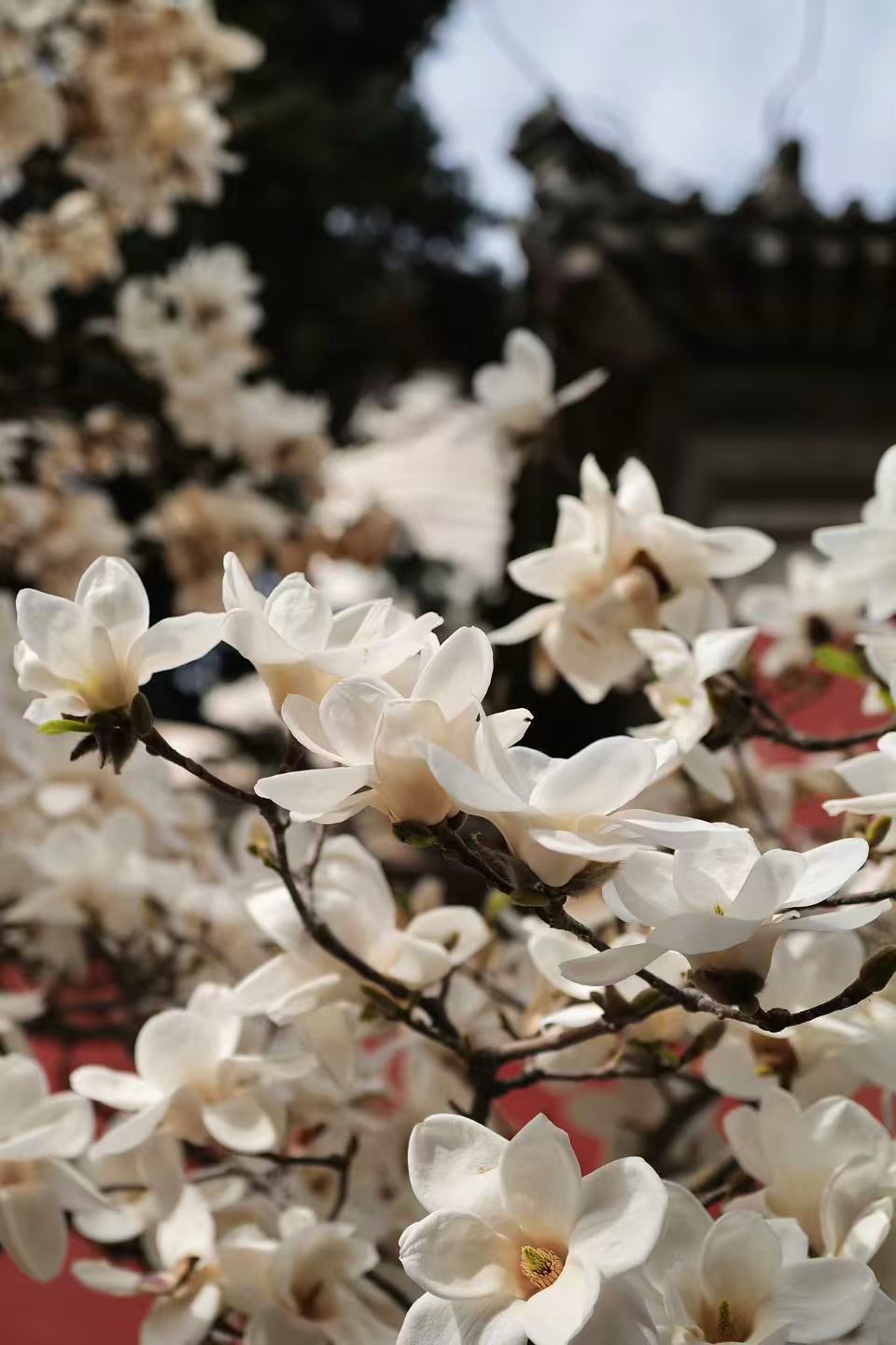 流量变销量!小博物馆如何春日“逆袭”?各馆赏花日历来了 流量变销量!小博物馆如何春日“逆袭”?各馆赏花日历来了