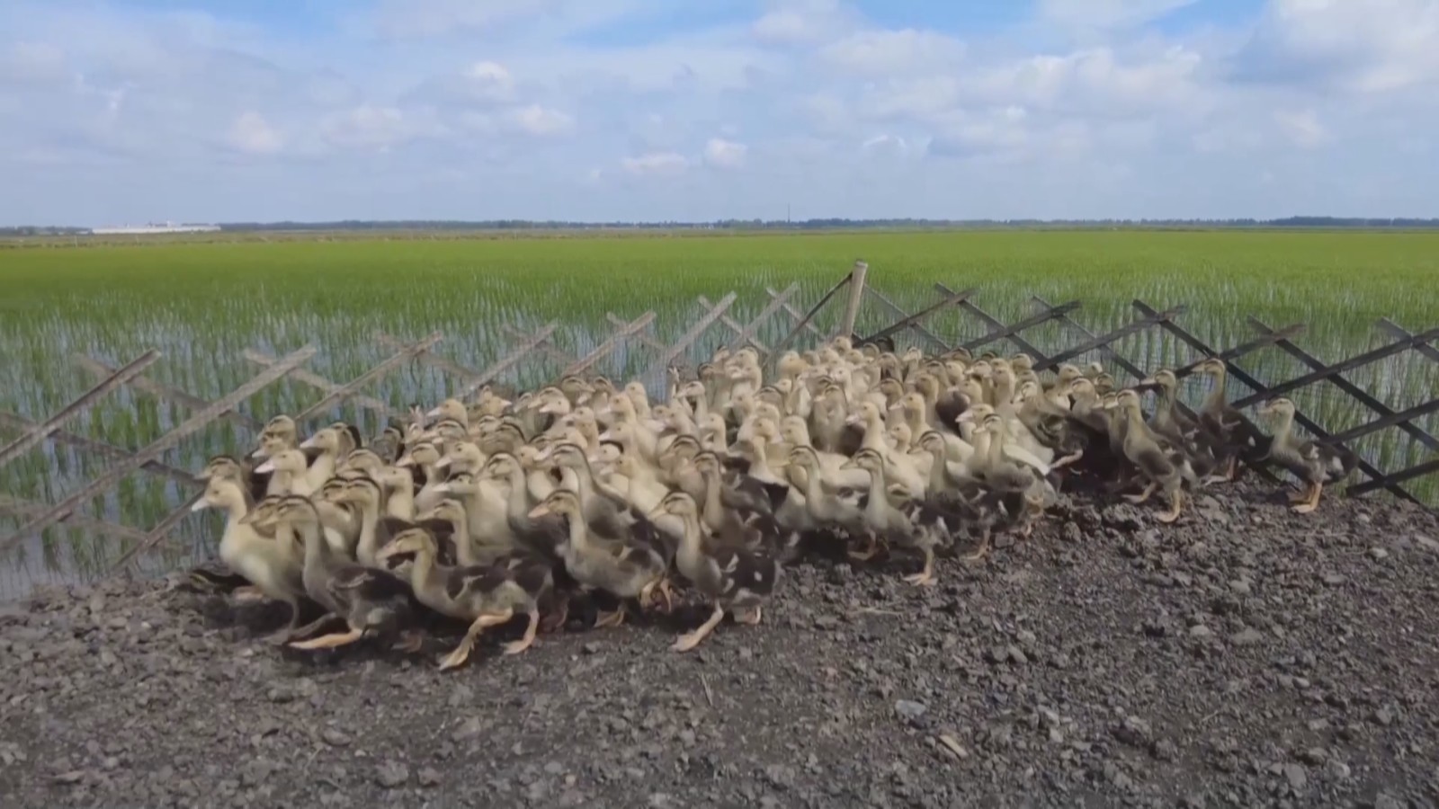 “大粮仓”黑龙江开启夏日水田“鸭管”季 “大粮仓”黑龙江开启夏日水田“鸭管”季
