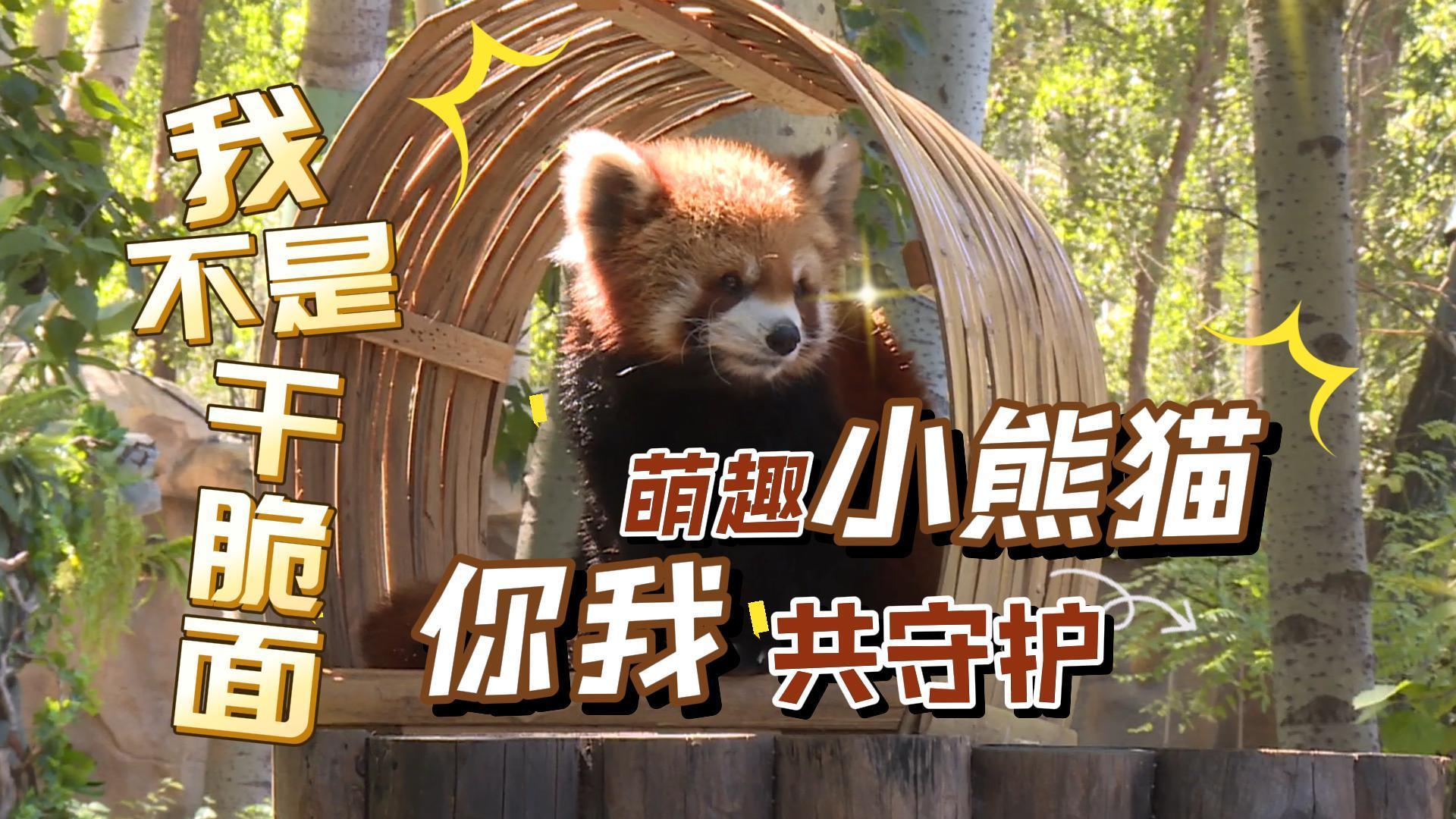 萌趣小熊猫 你我共守护！