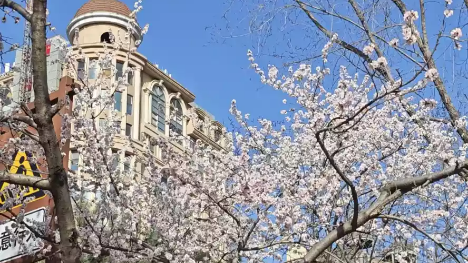 山桃盛放，十里堡二道沟“水映桃花”美景再现