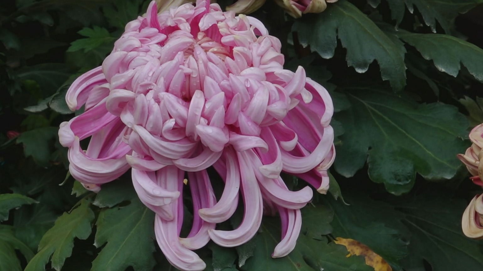 京城园林秋色美 赏菊观叶正当时