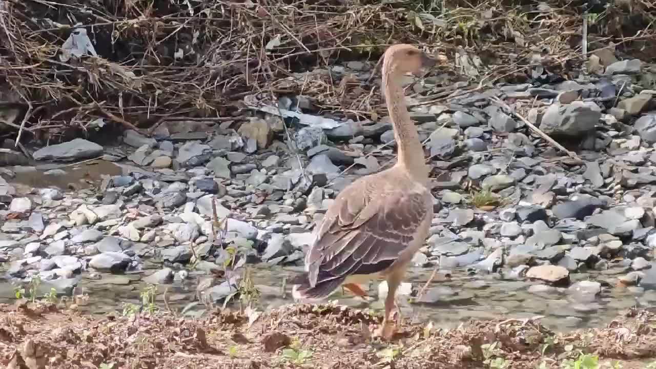 十堰竹溪境内首次拍到国家二级保护动物豆雁 十堰竹溪境内首次拍到国家二级保护动物豆雁