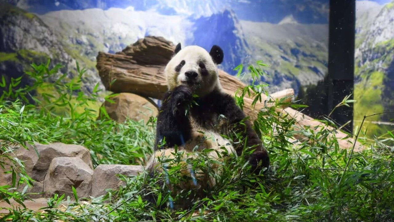 旅日双胞胎大熊猫幼崽“晓晓”“蕾蕾”平安接返回国