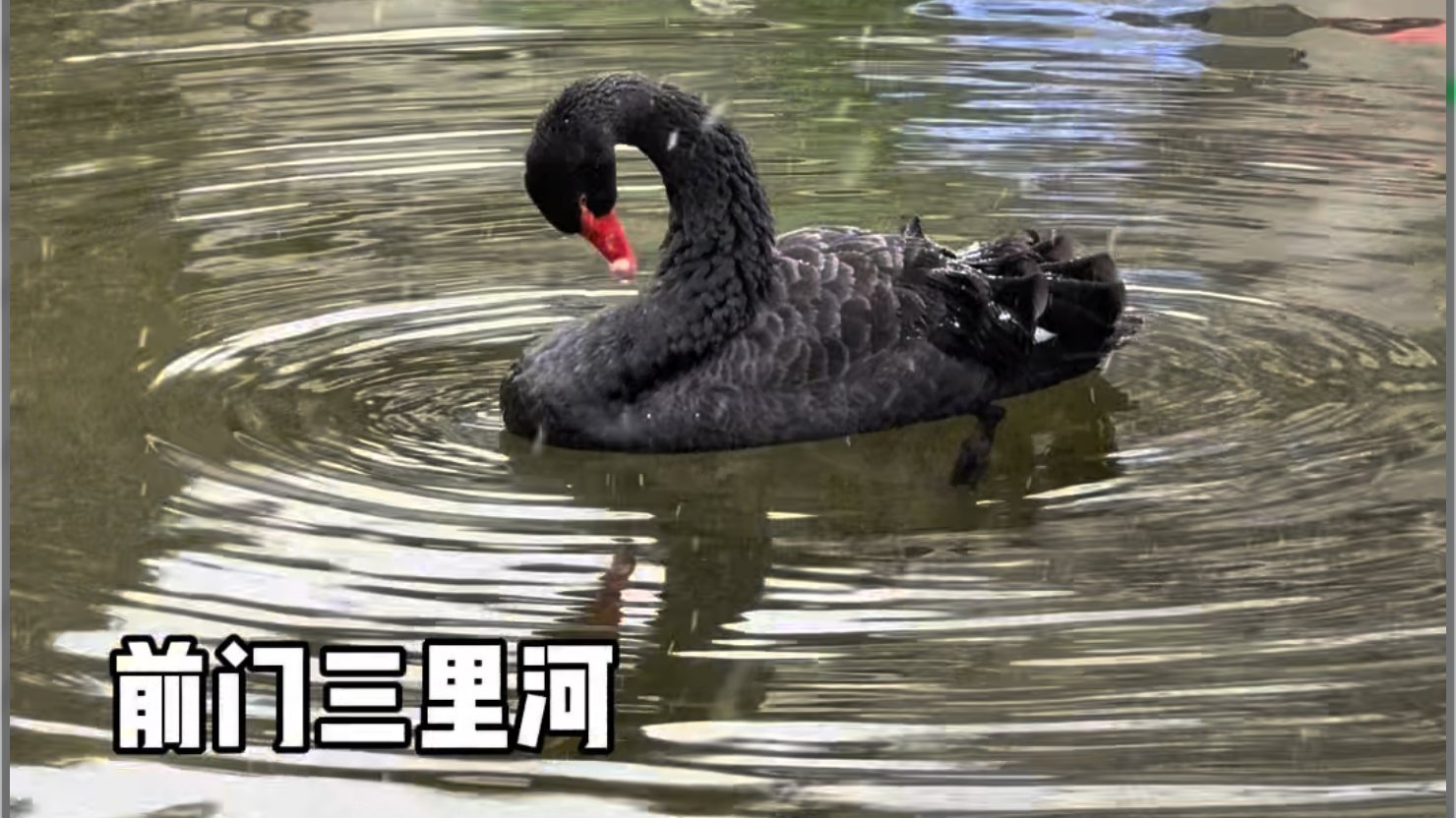 离天安门最近的“天鹅湖”飘雪了