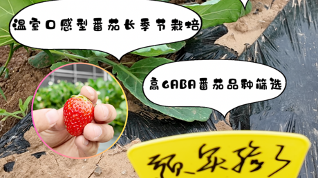 把实验室搬进大棚,让前沿课题在田间地头生根发芽 把实验室搬进大棚,让前沿课题在田间地头生根发芽