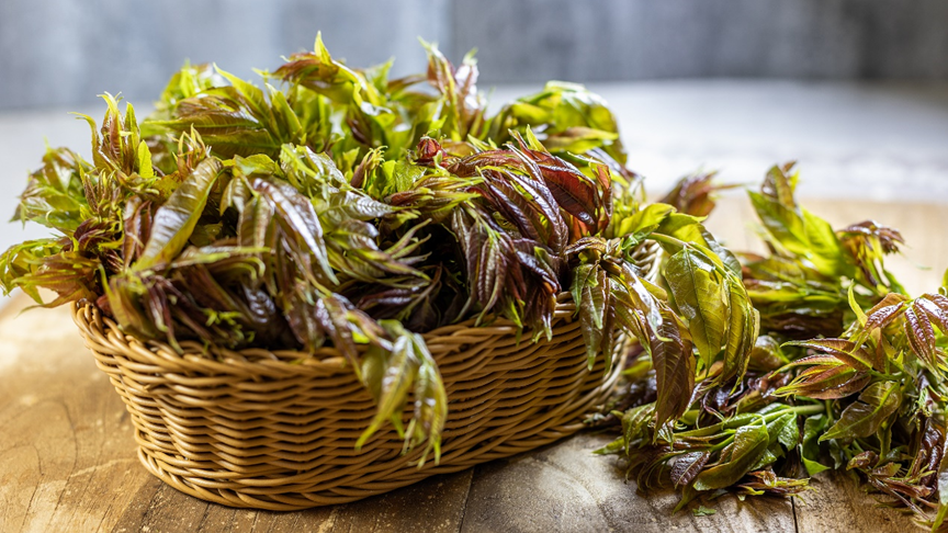 枝头限定春味！一口香椿，尝尽人间四月鲜