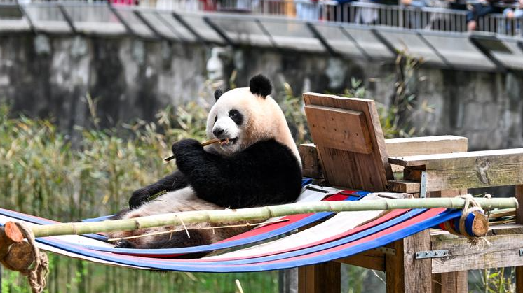 重庆动物园大熊猫户外享暖阳