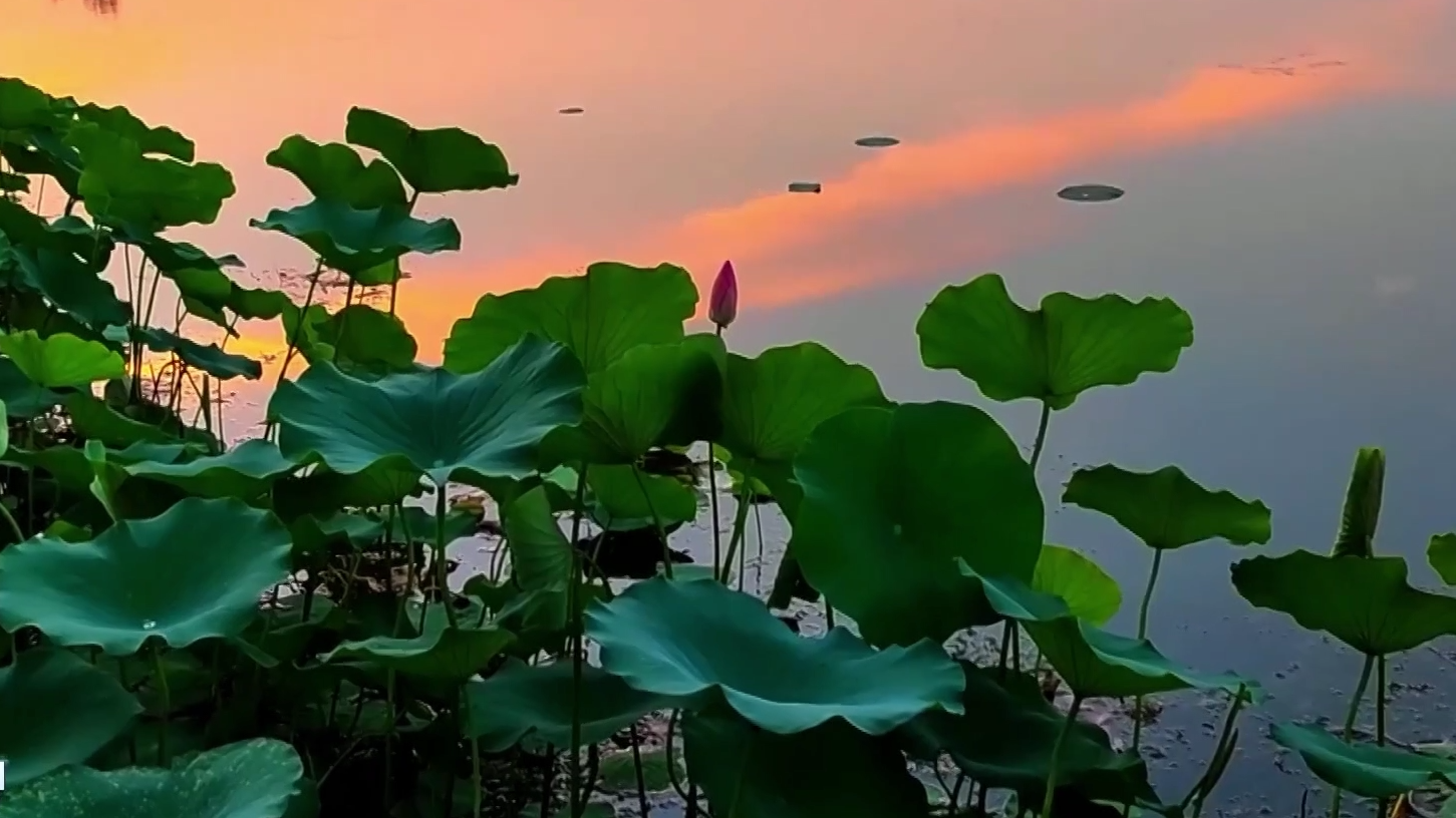 莲叶何田田，赏花正当时_北京时间