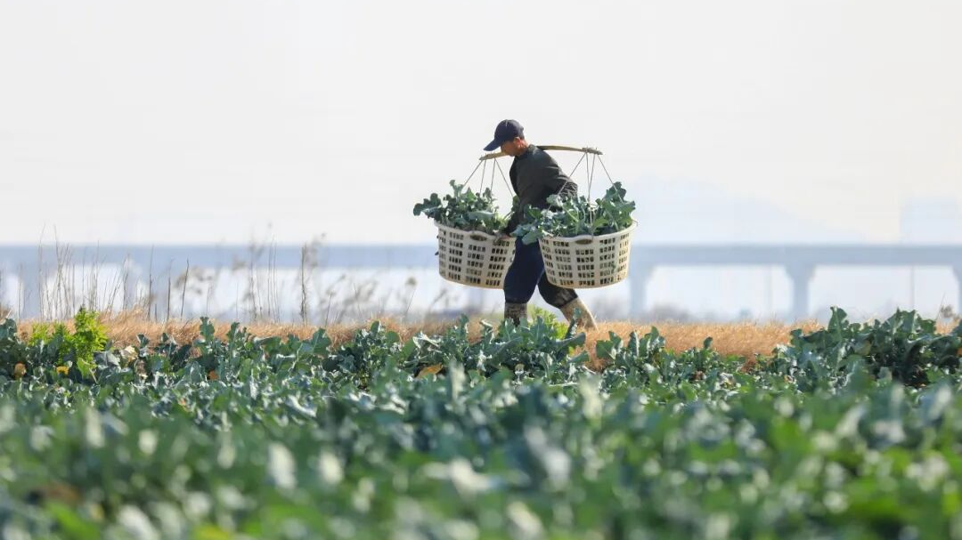 这件事，中央一号文件作了重点部署