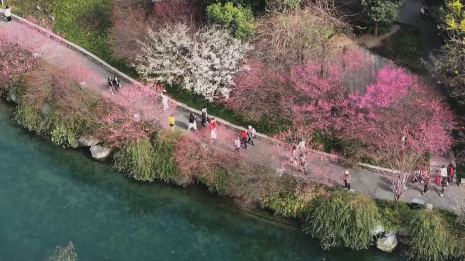 成都赏梅攻略：邂逅烂漫春日