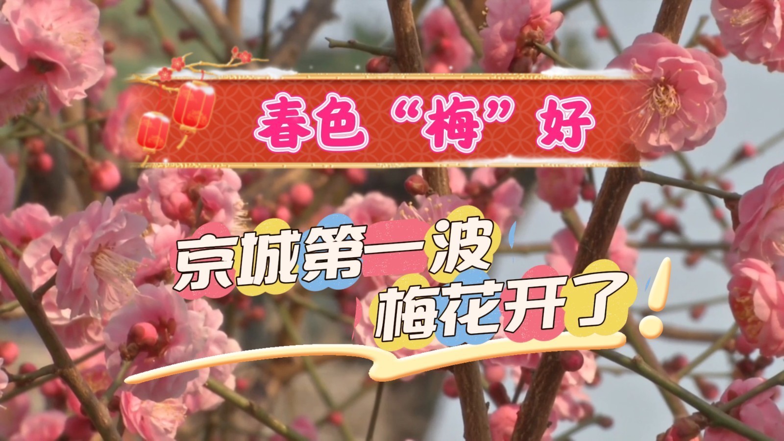 京城第一波梅花开了！春和日暖，一起来明城墙邂逅“梅”好时光❀